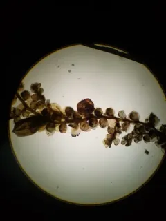 Oakes' Scalewort thumbnail 4