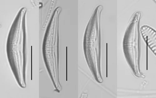 Halamphora veneta