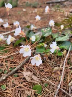 Oconee bells thumbnail 2