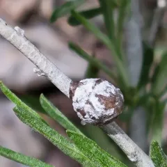 Bubble-gall tephritid thumbnail 3
