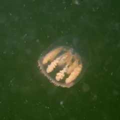 Melicertum octocostatum thumbnail 2