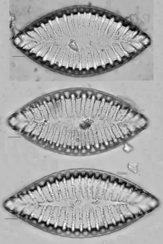 Iconella bifrons