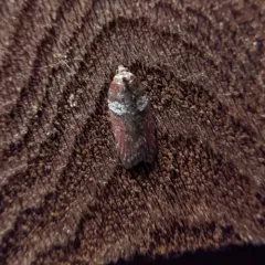 Acleris celiana thumbnail 4