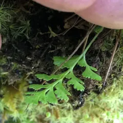 American parsley fern thumbnail 3