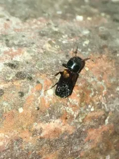 Red-shouldered Bostrichid thumbnail 1