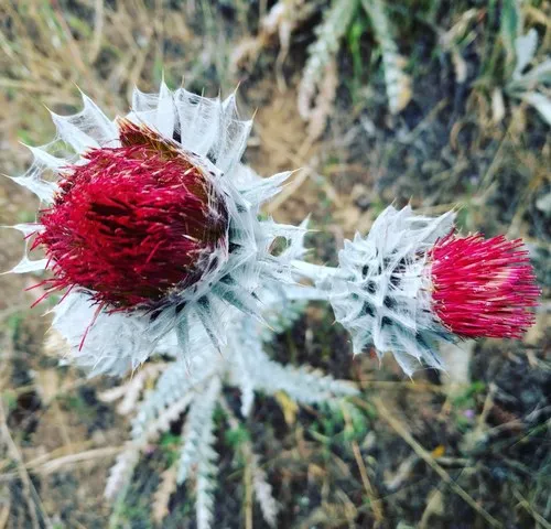 Cobwebby Thistle
