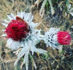 Cobwebby Thistle thumbnail 1