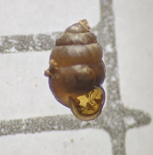 Common Whorl-snail
