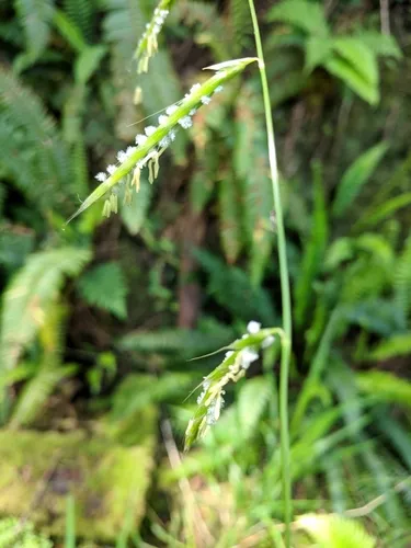 nodding semaphore grass