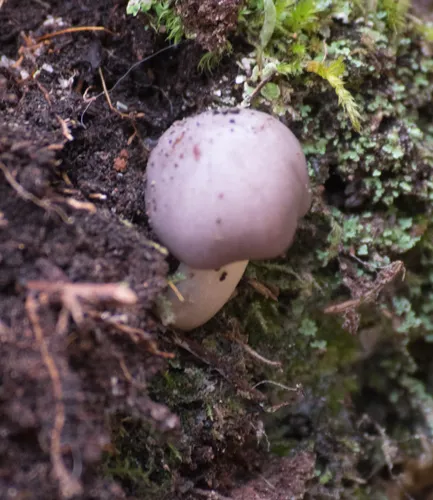 Grey Waxcap