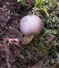 Grey Waxcap thumbnail 1