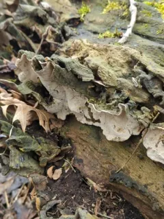 Xylobolus subpileatus thumbnail 1