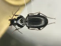 Pterostichus luctuosus thumbnail 1