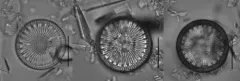 Lindavia affinis thumbnail 2