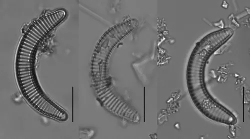 Semiorbis hemicyclus