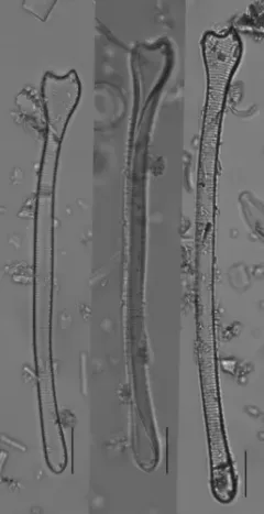 Actinella punctata thumbnail 2