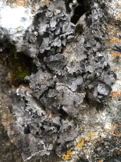 Shag-Belly Stippleback Lichen thumbnail 4