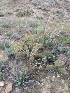 Brown-spined Pricklypear thumbnail 3