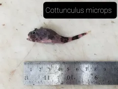Polar Sculpin thumbnail 3