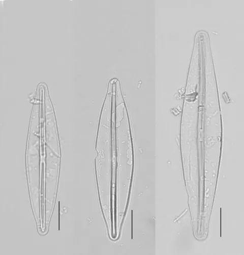 Frustulia rhomboides