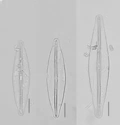 Frustulia rhomboides thumbnail 1