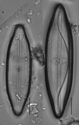 Neidium ampliatum