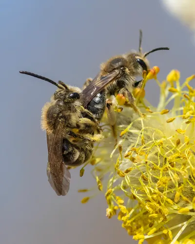 Sigmund's Mining Bee