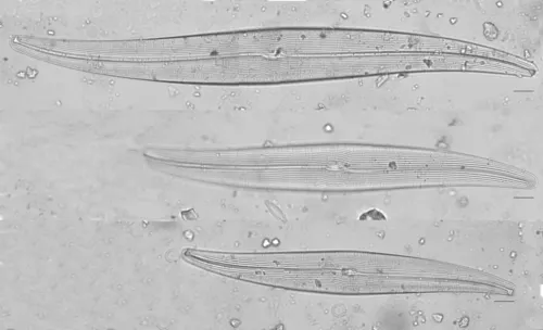 Gyrosigma attenuatum