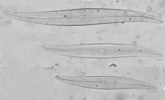 Gyrosigma attenuatum thumbnail 1