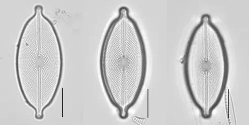 Decussiphycus placenta