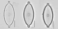 Decussiphycus placenta thumbnail 1