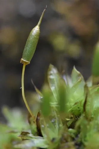 Fringed Extinguisher Moss