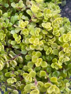 Sedum makinoi thumbnail 2