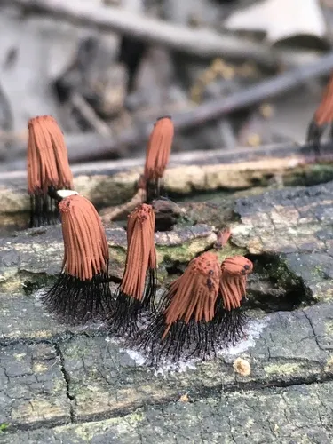 Stemonitis herbatica