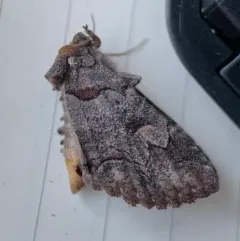 Brown-spotted Zale Moth thumbnail 2