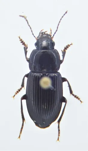 Anisodactylus nigerrimus