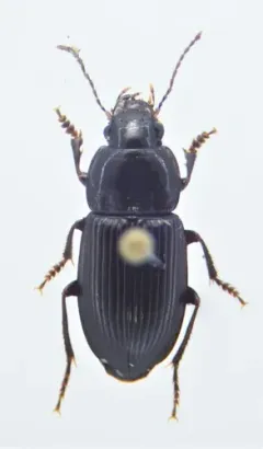 Anisodactylus nigerrimus thumbnail 1