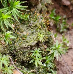 Pygmy Pocket-Moss thumbnail 2