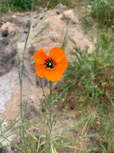 wind poppy