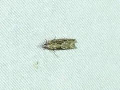 Gretchena amatana thumbnail 4