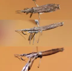 Pygolampis pectoralis thumbnail 4