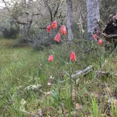 Gentner's fritillary thumbnail 4