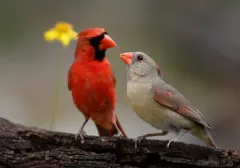 Northern Cardinal thumbnail 5