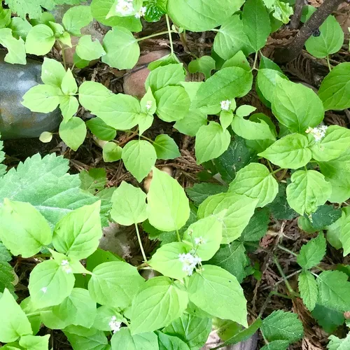 Alpine Enchanter's-nightshade