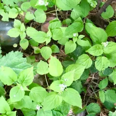 Alpine Enchanter's-nightshade thumbnail 1