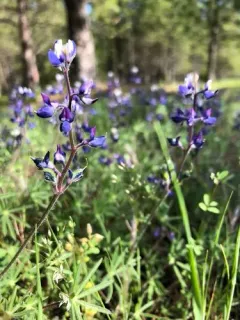 Fleshy Lupine thumbnail 2