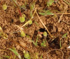 Andre's Harvester Ant thumbnail 2