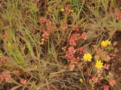 Shining Pepperweed thumbnail 4