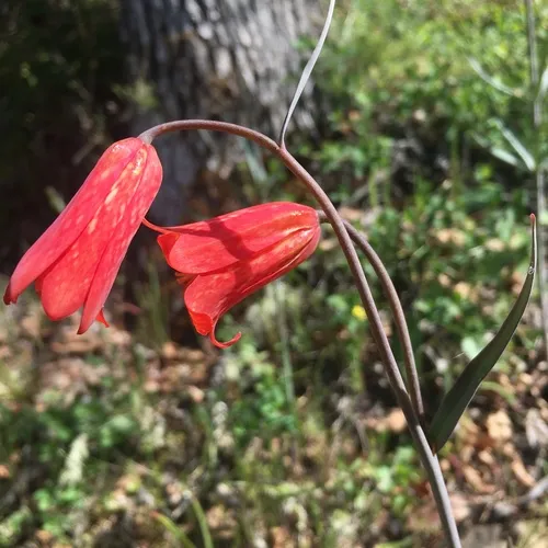scarlet fritillary
