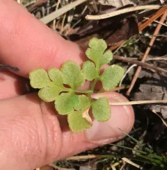 blunt-lobed grapefern thumbnail 3